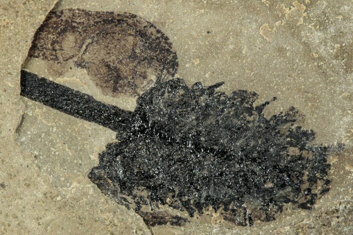 Fossil Plant - Green River Formation, Colorado #278137